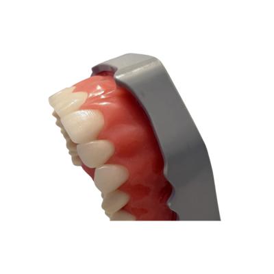 FJP-28АS - модель верхней и нижней челюсти для практики прямых композитных реставраций | Medskills (Россия)