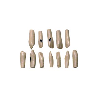 E06T – комплект сменных зубов для фантомной челюсти | GF Dental (Италия)