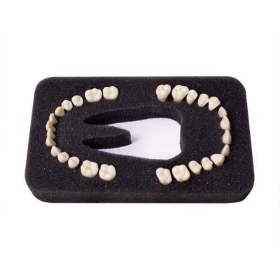 З-28У - комплект из 28 модельных зубов для денто-модели ЧВН-28У | Зарница (Россия)