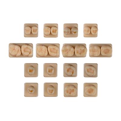 SET16 - набор демонстрационных моделей зубов №16, в комплекте 24, 25, 26, 27, 44, 45, 46, 47, S24, S25, S26, S27, S44, S45, S46, S47 | ID.POPOV (Россия)