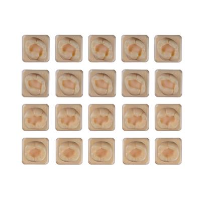 SET2 - набор демонстрационных моделей зубов №2, в комплекте 26, 27, 46, 47 | ID.POPOV (Россия)