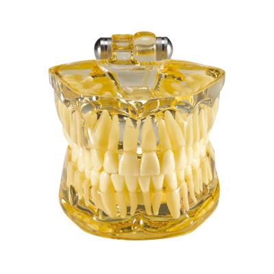 SILVER - фантомная челюсть, демонстрационная модель с несъемными зубами | Hanil (Ю. Корея)