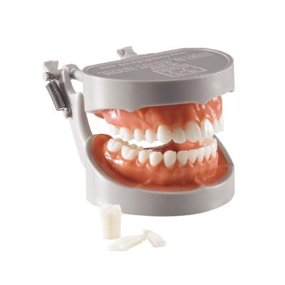 STANDART MODEL - фантомная челюсть, модель на артикуляторе со съемными зубами | Hanil (Ю. Корея)