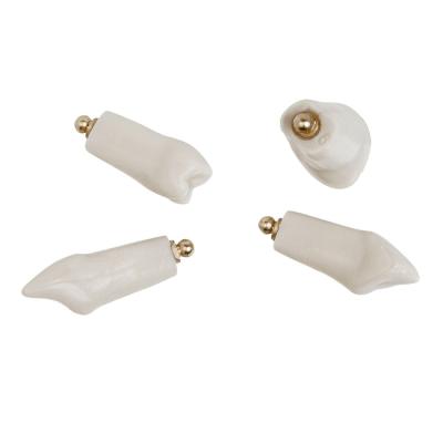 Комплект из 32 интактных зубов для замены к модели DS0892 | Dentalstore (Италия)