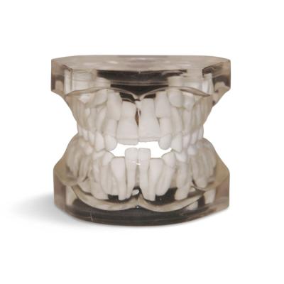 T02 – демонстрационная модель верхней и нижней челюсти семилетнего ребенка | GF Dental (Италия)