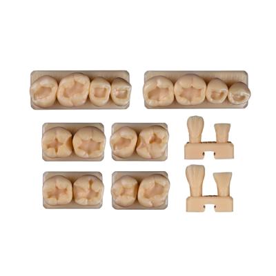 SET19 - набор демонстрационных моделей зубов №19, в комплекте B1, B2, С17, С18, С7, С8, А4, А5 | ID.POPOV (Россия)