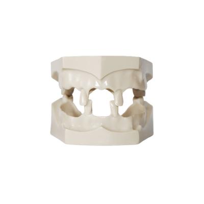 E27 – рентгеноконтрастная модель верхней и нижней челюсти для практики | GF Dental (Италия)