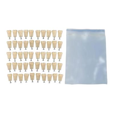 З-32-1.50 - комплект из 50 модельных зубов для денто-моделей ЧВН-32 | Зарница (Россия)