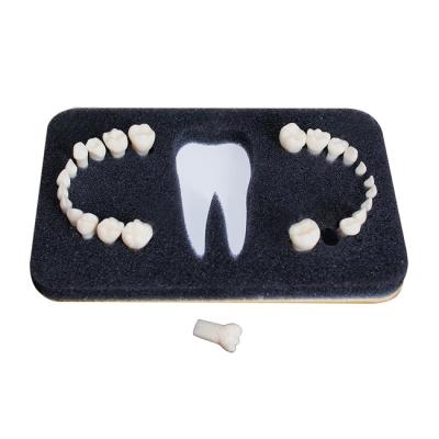 З-24 - комплект из 24 сменных зубов для денто-моделей ЧВН-24 | Зарница (Россия)