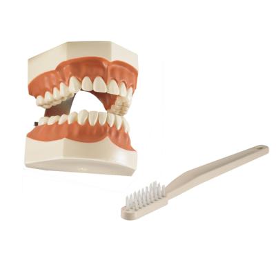 TOOTH MODEL A-TYPE - фантомная челюсть со щеткой, демонстрационная модель для гигиенистов | Hanil (Ю. Корея)