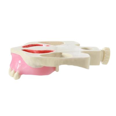 E19 – модель верхней челюсти для практики синус-лифтинга | GF Dental (Италия)