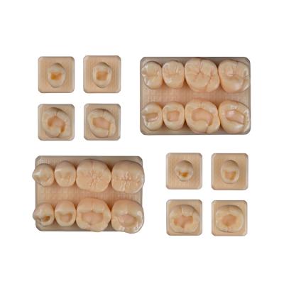 SET13 - набор демонстрационных моделей зубов №13, в комплекте 24, 25, 26, 27, 44, 45, 46, 47, F3, F4 | ID.POPOV (Россия)