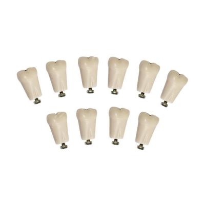 З-32-1.10К - комплект из 10 модельных зубов для денто-модели ЧВН-32К | Зарница (Россия)