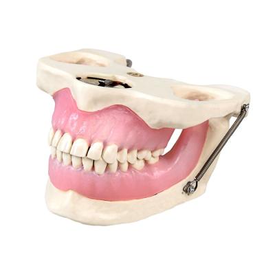 Модель челюсти для практики проведения местной анестезии | Dentalstore (Италия)