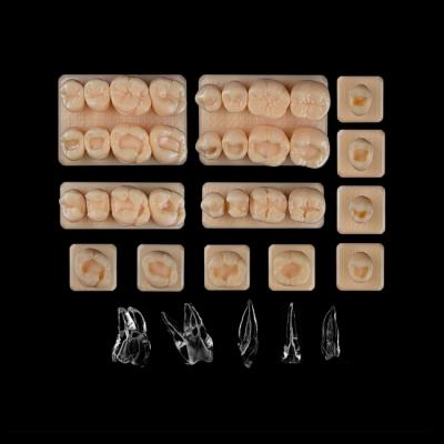 SET7 - набор демонстрационных моделей зубов №7, в комплекте 24, 25, 26, 27, 44, 45, 46, 47, D3, D4, E1, E2, E3, E4, E5, F3, F4 | ID.POPOV (Россия)