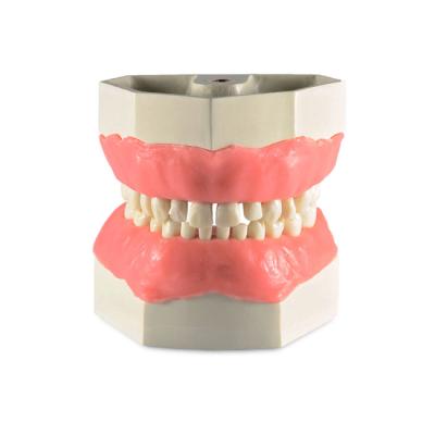 Модель детских верхней и нижней челюсти со сменным прикусом | Dentalstore (Италия)