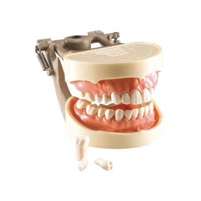 MODEL 400 - фантомная челюсть, модель на артикуляторе со съемными зубами | Hanil (Ю. Корея)