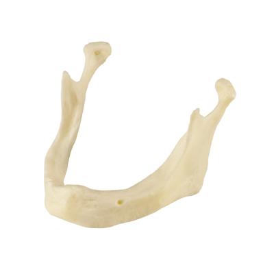 MANDIBLE - модель кости для практики установки имплантатов | Hanil (Ю. Корея)
