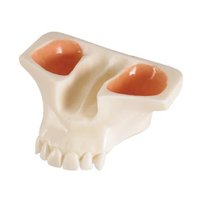 SINUS MODEL - модель для практики синус-лифтинга, белая | Hanil (Ю. Корея)