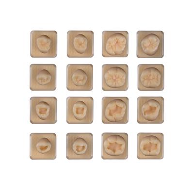 SET10 - набор демонстрационных моделей зубов №10, в комплекте 14, 15, 16, 17, 34, 35, 36, 37, М14, М15, М16, М17, М34, М35, М36, М37 | ID.POPOV (Россия)