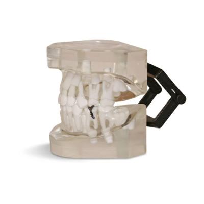 T01 – демонстрационная модель верхней и нижней челюсти пятилетнего ребенка | GF Dental (Италия)