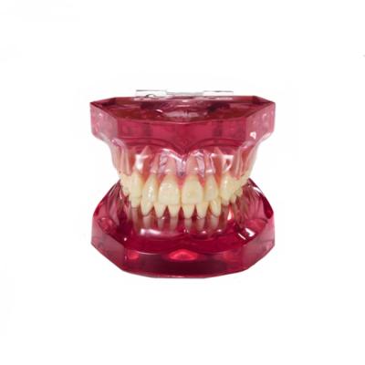 MODEL 700 PINK - демонстрационная модель с несъемными зубами | Hanil (Ю. Корея)